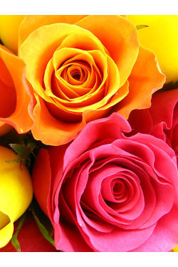 Just Roses - 6 Roses (Half Dozen)