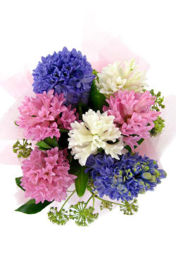 Hyacinths - Standard
