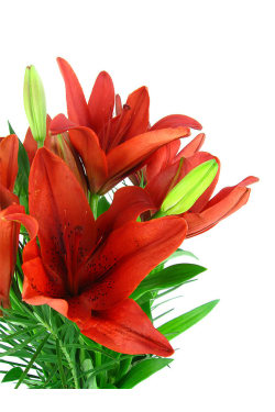 Lilies in a Vase - Standard