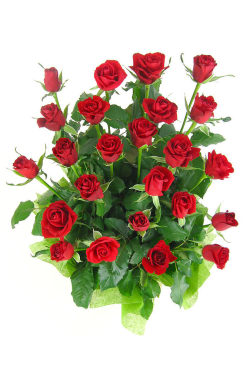 Presentation - 24 Roses (Two Dozen)