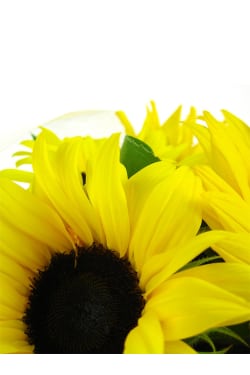 Sunflowers - Standard