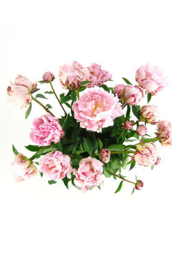 Peonies In A Vase - Standard