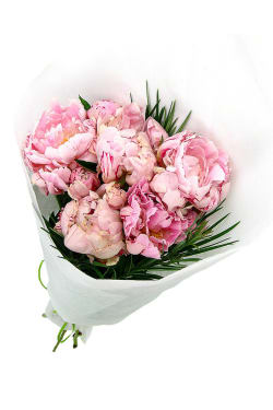 Peonies - Standard