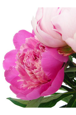 Peonies In A Vase - Standard
