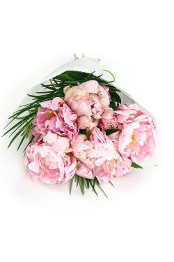 Peonies - Standard