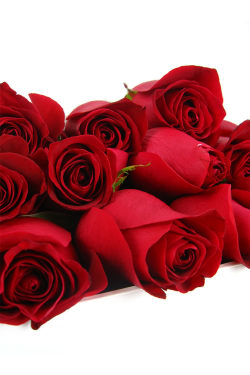12 Elegant Roses - 12 Roses (One Dozen)