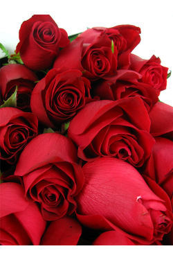 24 Elegant Roses - 24 Roses (Two Dozen)