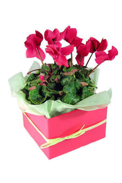 Cyclamen - Standard