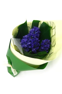 Hyacinth Bunch - Standard