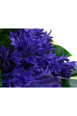 Hyacinth Bunch - Standard