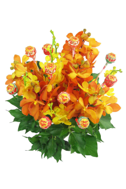 Lollipop Delight - Standard