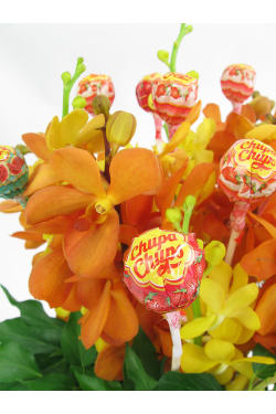 Lollipop Delight - Standard