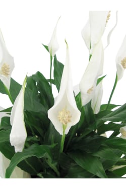 Peace Lily - Standard