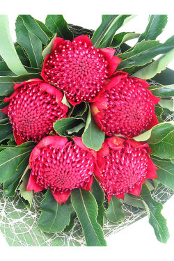 Waratah Bunch - Standard