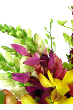 Tropical Garden - Standard