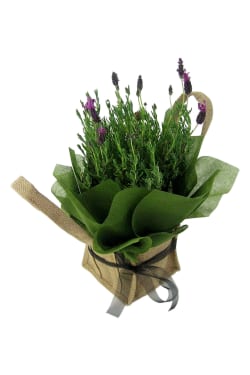Fields Of Provence Lavender - Standard