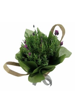 Fields Of Provence Lavender - Standard