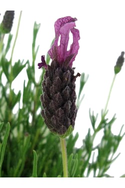 Fields Of Provence Lavender - Standard