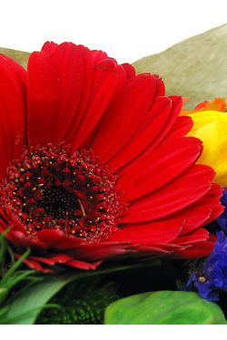 Posy - Standard