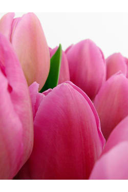 Tulip vase - Standard