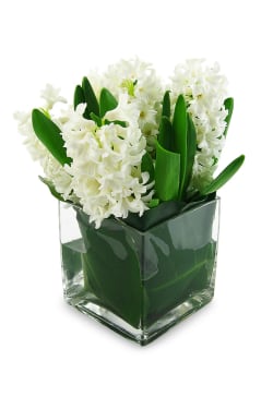 Hyacinth vase - Standard