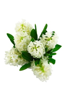 Hyacinth vase - Standard