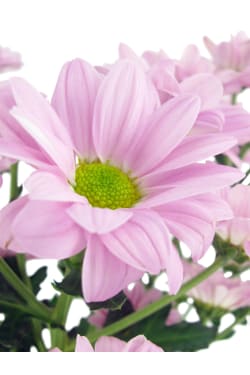 Chrysanthemum Vase - Standard
