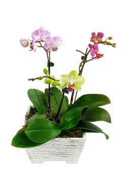 Potted Orchid Planter box - Standard