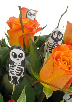 Spooky Rose box - Standard