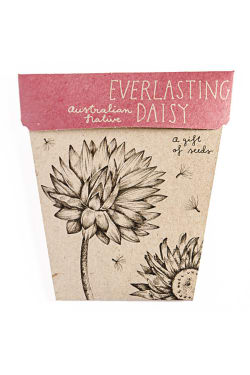 Everlasting Daisy Seeds - Standard