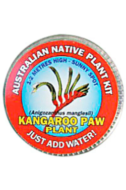 Kangeroo Paw Seed Kit - Standard