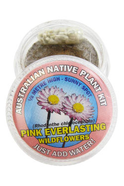 Everlasting Daisy Seed Kit - Standard