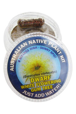 White Flowering Gum Seed Kit - Standard