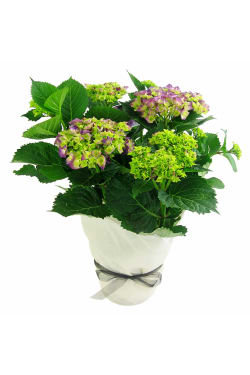 Hydrangea Plant - Standard