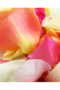 Mixed Rose Petals - Small - Standard