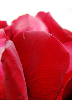 Rose Petals - Small - Standard