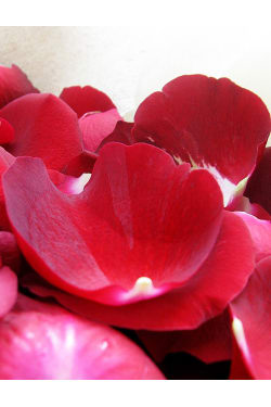 Rose Petals - Large - Deluxe