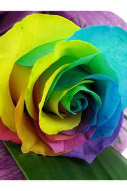Rainbow Roses - Standard