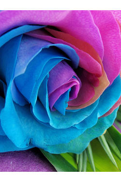 Rainbow Roses - Standard