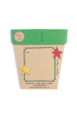Christmas Thyme Seeds - Standard
