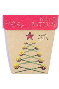 Christmas Billy Button Seeds - Standard