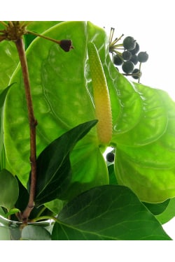 Antherium Bud Vase - Standard