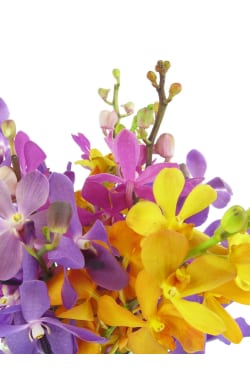 Orchid Fishbowl - Standard