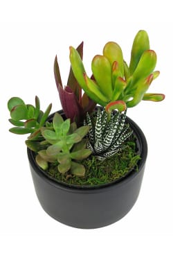 Mixed Succulent Pot - Standard