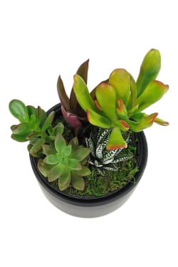 Mixed Succulent Pot - Standard