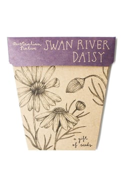 Swan River Daisy Seeds - Standard