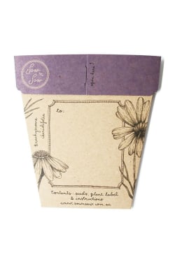 Swan River Daisy Seeds - Standard