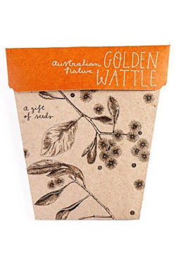 Golden Wattle Seeds - Standard