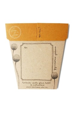 Billy Button Seeds - Standard