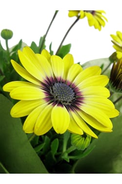 Blue Eyed Beauty Plant - Standard